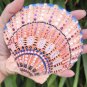5" Scallop Shell 20