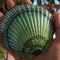5" Scallop Shell 15