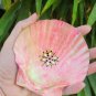 5" Scallop Shell 5