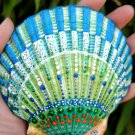5" Scallop Shell 34
