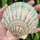 5" Scallop Shell 43