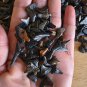 Grab Bag - Fossilized shark teeth