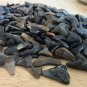 Grab Bag - Fossilized shark teeth
