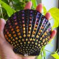 5" Scallop Shell 8