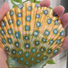 5" Scallop Shell 73