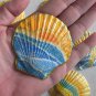 7 Pack Retro Surf shells