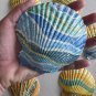 7 Pack Retro Surf shells