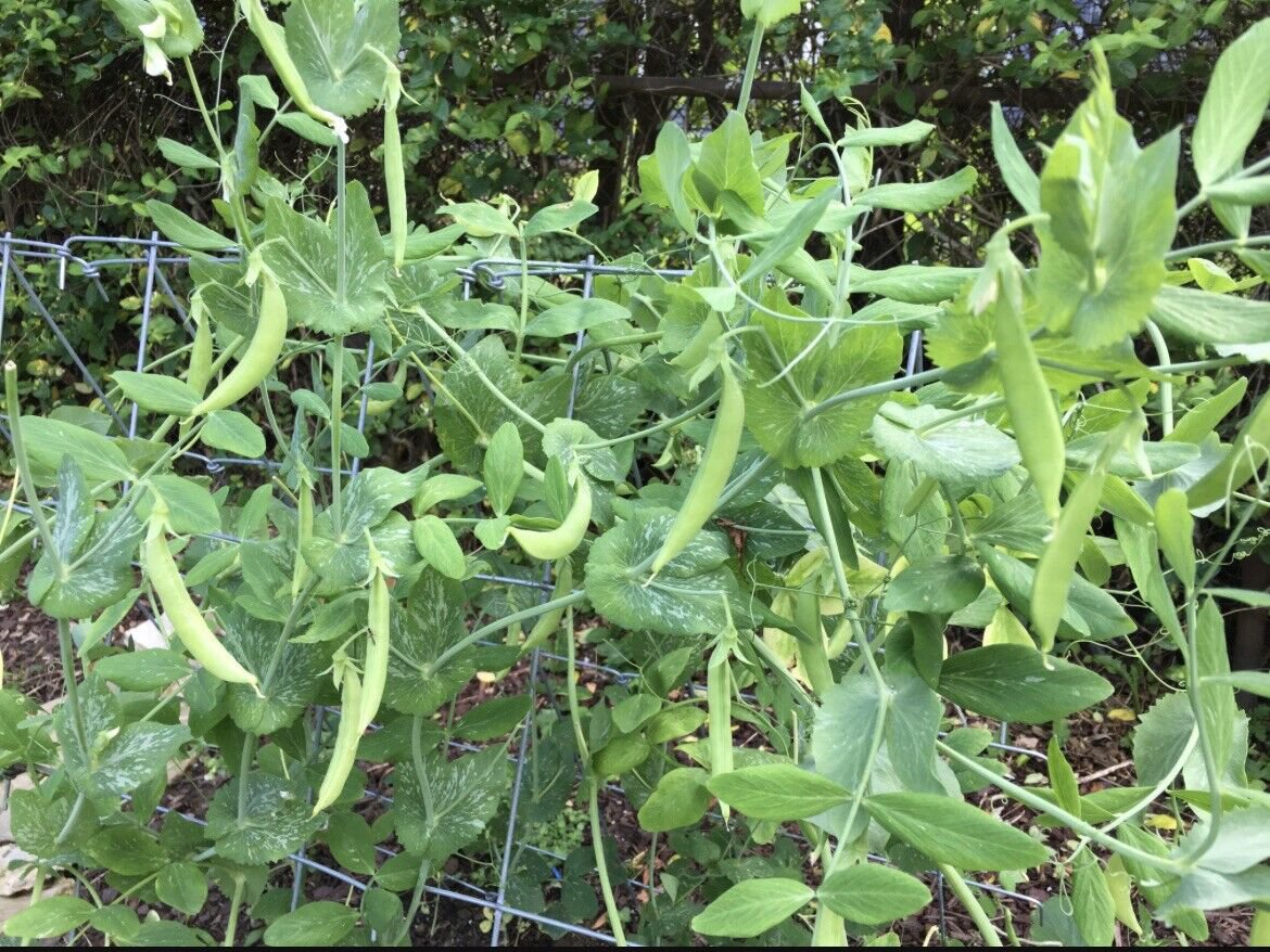 Sugar Ann Snap Pea Heirloom early cold tolerant NONGMO 1 oz approx 140