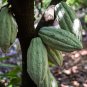 cocoa Mexico Oaxaca Authentic 100% Organic BIO ECO 100kg