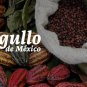 cocoa Mexico Oaxaca Authentic 100% Organic BIO ECO 100kg