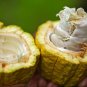 cocoa Mexico Oaxaca Authentic 100% Organic BIO ECO 100kg