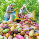cocoa Mexico Oaxaca Authentic 100% Organic BIO ECO 100kg