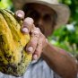 cocoa Mexico Oaxaca Authentic 100% Organic BIO ECO 100kg