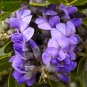 Texas Mountain Laurel Mescal Tree Purple Sophora Secundiflora 10 Flower Seeds