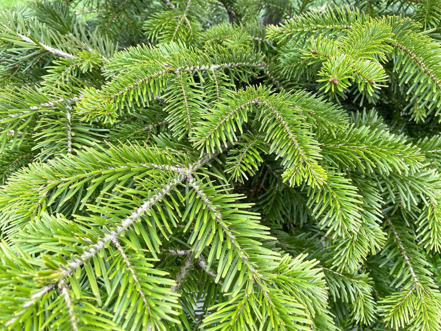 Balsam Fir Tree Abies Balsamea Christmas Tree Silver Pine Canadian Fir ...
