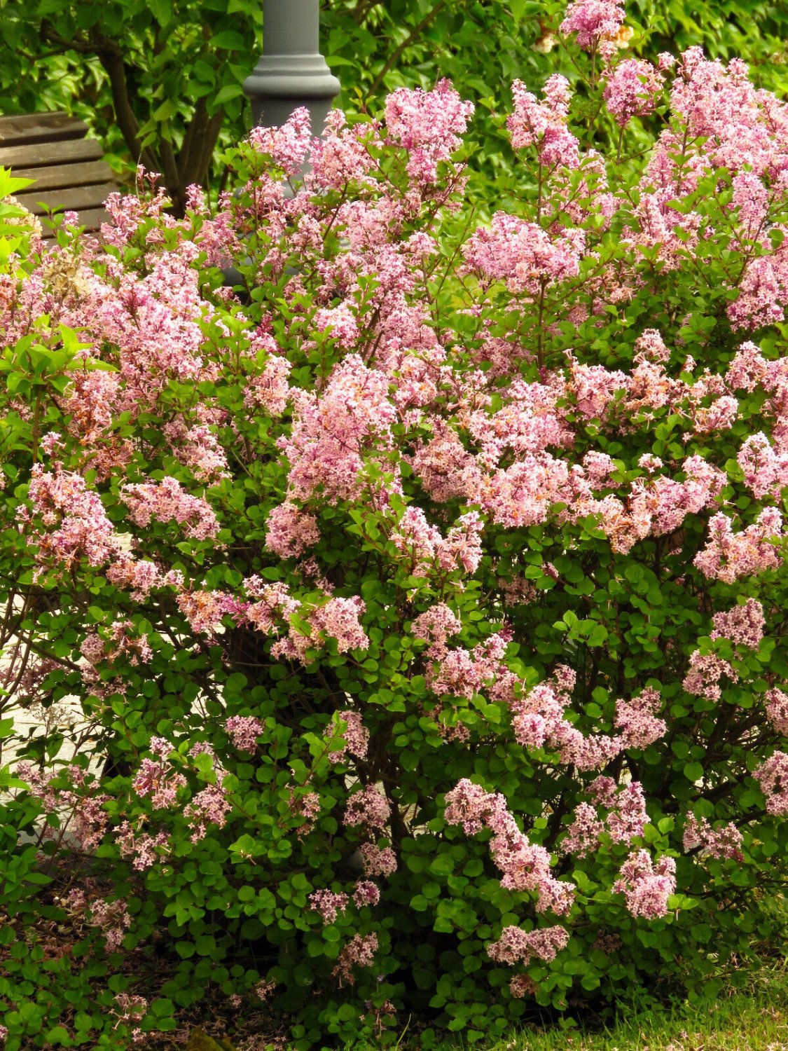 Pink Lilac Hungarian Lilac Tree Shrub Syringa Josikaea Fragrant Flower ...