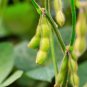 Organic Midori Giant Soybean Edamame Glycine Max Green Bean Vegetable 20 Seeds
