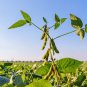 Organic Midori Giant Soybean Edamame Glycine Max Green Bean Vegetable 20 Seeds
