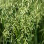 Certified Armor Oat Oats Avena Sativa Cereal Grain Cover Crop 250 Seeds