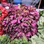 Triple Purple Orach Mountain Spinach Atriplex Hortensis Leaf Vegetable 150 Seeds