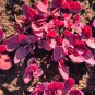Magenta Magic Orach Mountain Spinach Atriplex Hortensis Red Leaf Greens 150 Seeds