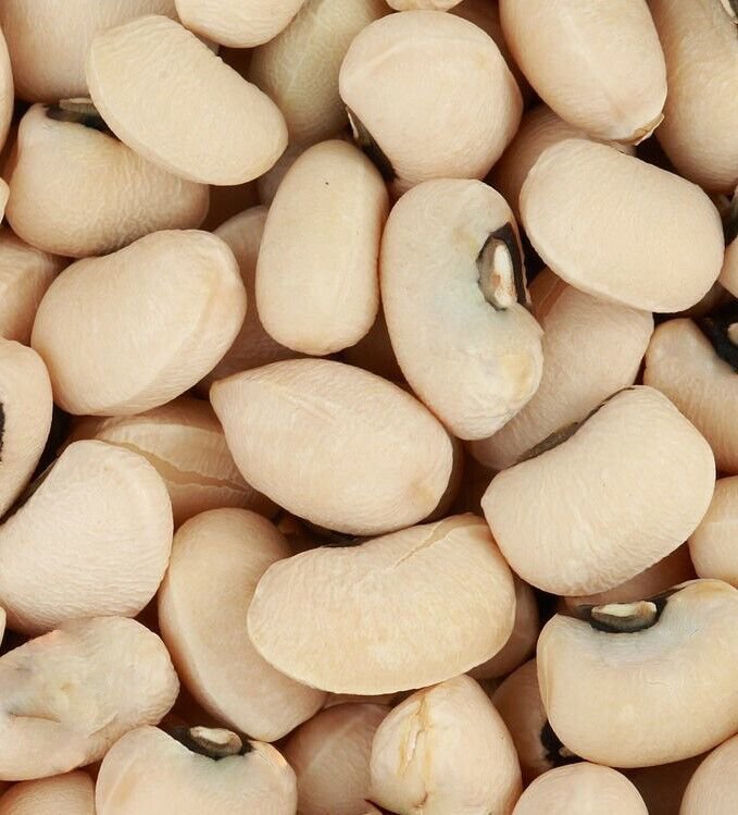 Texas Cream Cow Pea Southern Pea Bush Vigna Unguiculata Vegetable 100 Seeds
