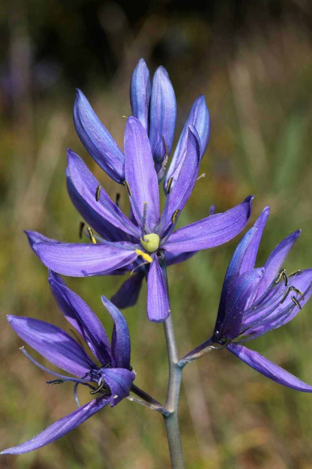 Blue Camas Camass Lily Wild Indian Hyacinth Camassia Quamash Flower 30 ...