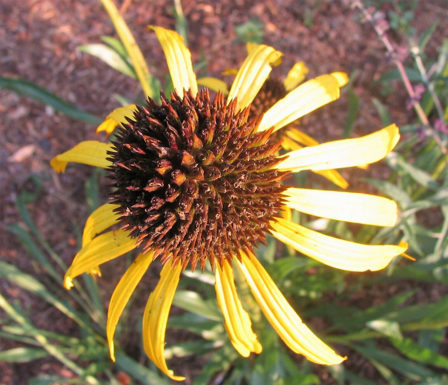 Ozark Gold Coneflower Echinacea Paradoxa Yellow Bushs Coneflower Flower ...