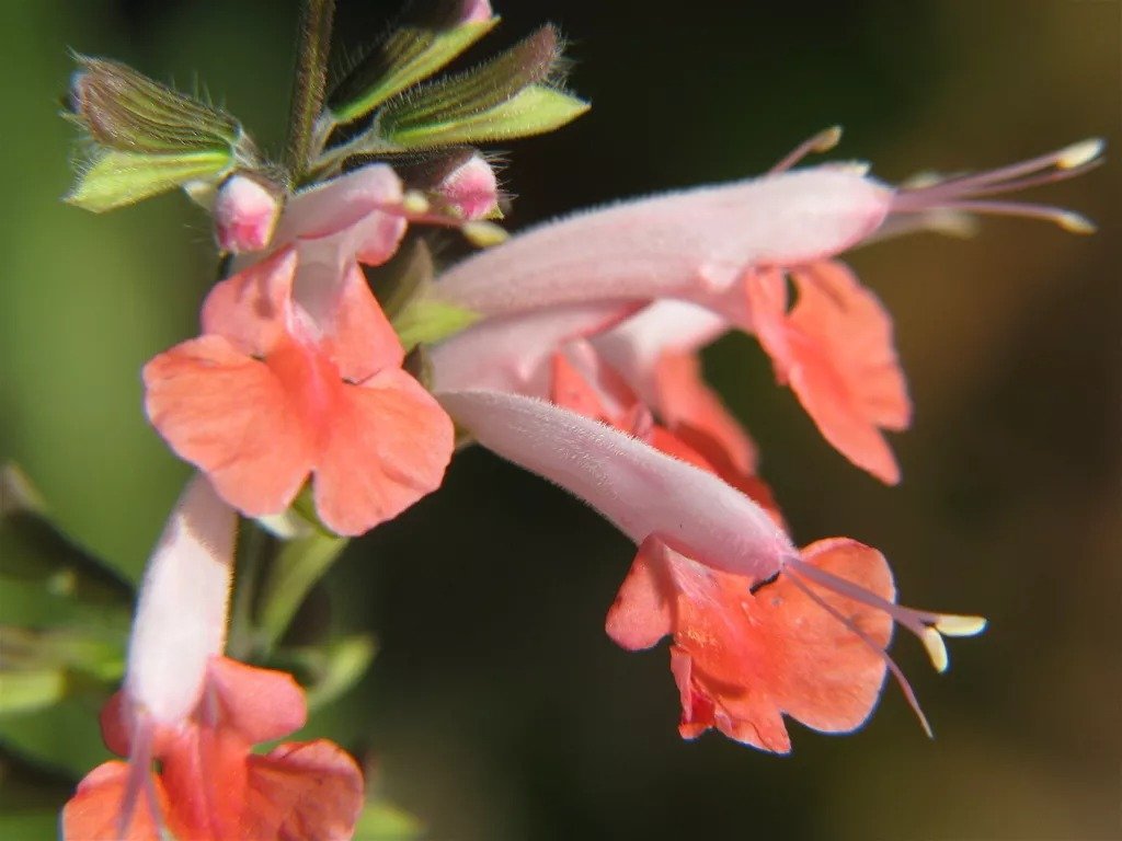 Coral Nymph Salvia Coccinea Hummingbird Sage Flower 30 Seeds
