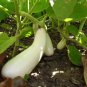 Casper White Eggplant Solanum Melongena Fruit / Vegetable 50 Seeds