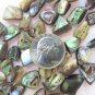 Abalone Paua Shell BEADS freeform 10-16x6-9mm drilled natural bead supply diy making jewelry