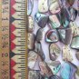 Abalone Paua Shell BEADS freeform 10-16x6-9mm drilled natural bead supply diy making jewelry