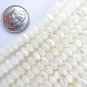 White TROCHUS Shell 6mm BEADS 6x4mm Rondelle natural Shell strand jewelry supply