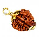Natural Nepal Ganesh Rudraksha Pendant, Ganesh Rudraksha Pendant