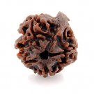 Natural Nepal Six Face Ganesh Rudraksha Bead Ganesh Rudraksha