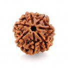 7 Mukhi Nepal Rudraksha, 7 face Brown Rudraksha Bead