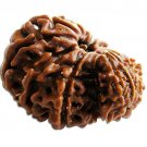 Garbh Gauri Rudraksha Bead,Rudraksha for Mother, Child Birth, Real & Natural Beads