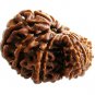 Garbh Gauri Rudraksha Bead,Rudraksha for Mother, Child Birth, Real & Natural Beads
