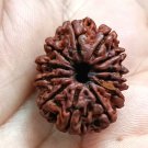 11 Face Rudraksha Bead 11 Mukhi Natural Rudraksha Nepal Origin Bead