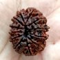 11 Face Rudraksha Bead 11 Mukhi Natural Rudraksha Nepal Origin Bead