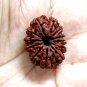 11 Face Rudraksha Bead 11 Mukhi Natural Rudraksha Nepal Origin Bead