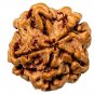 One Mukhi Nepal Rudraksha One Face Nepal Origin Rudraksh Round Bead
