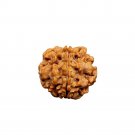 1 mukhi Nepal Rudraksha One Face Nepal Origin Rudraksha Round Bead