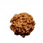 1 mukhi Nepal Rudraksha One Face Nepal Origin Rudraksha Round Bead