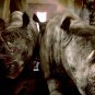 Jumanji Movie Collection