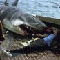 Jaws Movie Collection