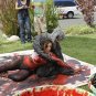 Wilfred - Complete Series