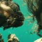 Piranha Movie Collection