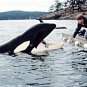 Free Willy Movie Collection