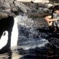 Free Willy Movie Collection